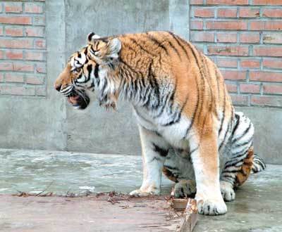 表演團老虎咬傷馴獸員 暫不知三只老虎誰是兇手(組圖)_新聞中心_新浪網