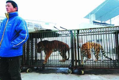 北京野生動物園老虎發狂撲咬馴獸員頭頸拖行_新聞中心_新浪網