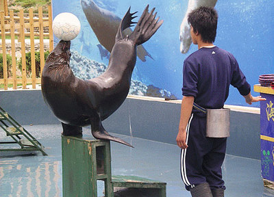 武岡海獅表演團聯系方式