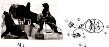 同學們,你看過海獅表演嗎(圖1)?憨態可掬的海獅們在哨聲的示意下,能夠表演算術、歌唱等絕技.你知道這種絕技是怎樣練成的嗎?下面是與之相關的一系列問題,請回答:(1)海獅表演團的馴獸師們是利用哨聲和食物相結合的方式,逐漸讓海獅們學會了算算術、唱歌等絕技.哨聲一響,還是就會做出算算術或者唱歌等反應,這種_360問答