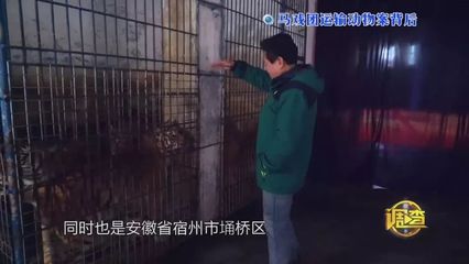 回顧!從十年到無罪!馬戲團運輸動物案背后