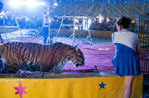 重慶8歲女孩走進馴獸場,幾頭老虎一路尾隨,半小時后被老虎分食