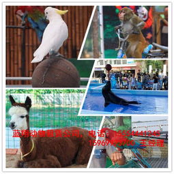 崇文區馬戲表演租賃 海獅表演出租 企鵝租賃