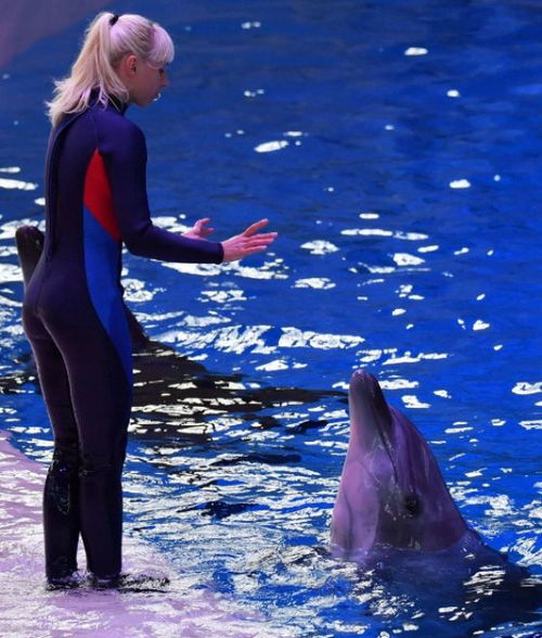 先施工后付款的裝修模式有點像馴獸