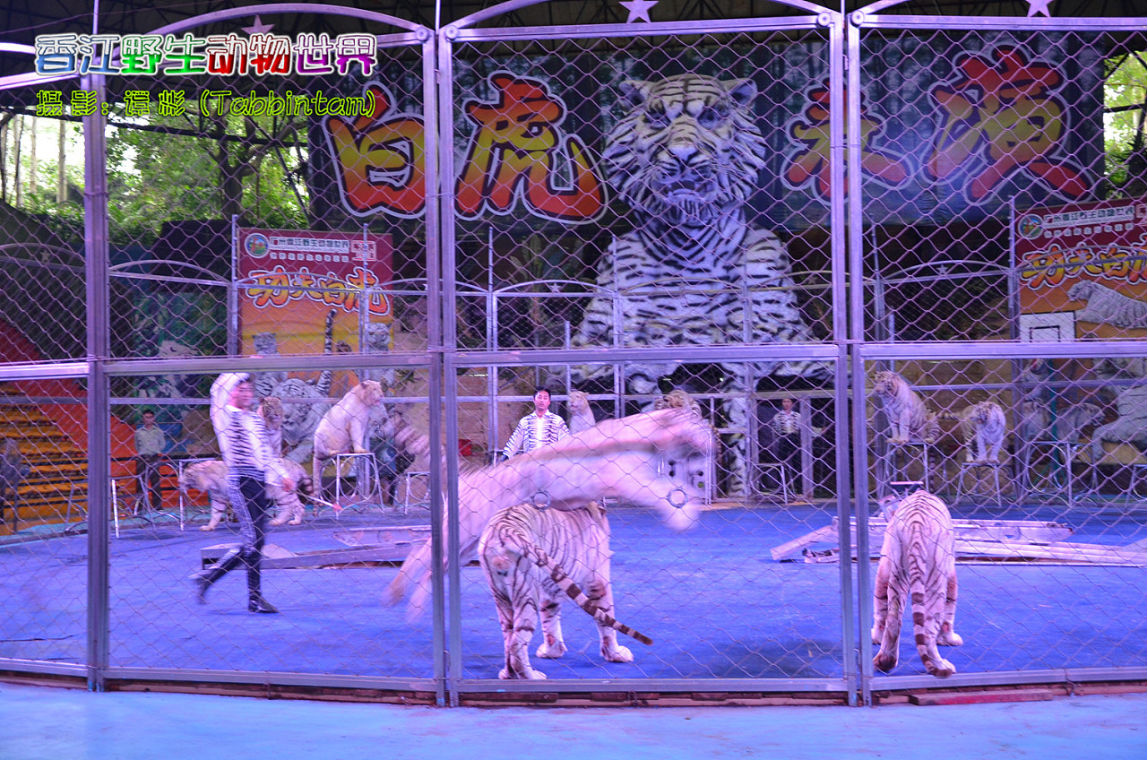 廣州長隆野生動物世界攝影記