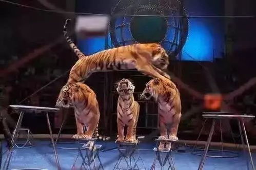 剛剛得到消息 十一很多蒼南人都要往這里趕 趕緊看...