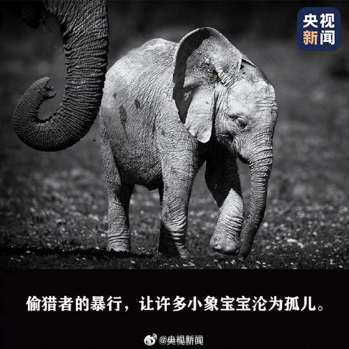 今天,為 人類的朋友 傳遞這條微博