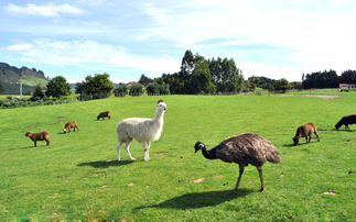 澳大利亞悉尼 墨爾本 黃金海岸 新西蘭奧克蘭 羅托魯瓦11日跟團游 上海直飛 大洋路 全程四星 三大主題世界