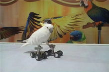 河間市年底出租鸚鵡雜技表演低價格出租