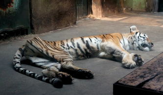 求求你,不要讓我表演了