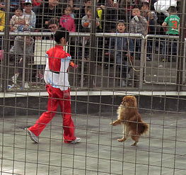 五一在石家莊動物園拍攝 動物一組 馴獸表演 ,來看望各位師友