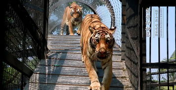 3億精品 東莞4a隱賢山莊 5星酒店水陸空體驗2大2小套餐499元 機動游戲 動物園 水上樂園 花燈節(jié) 3d玻璃橋 3大主題表演