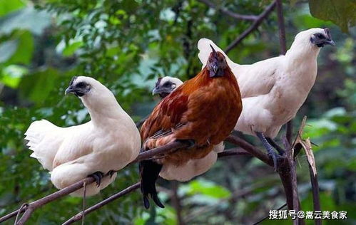 關(guān)于雞的古今詩歌