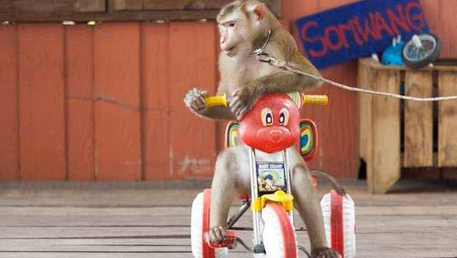 農(nóng)村雜技團(tuán)表演的 花瓶姑娘 ,真是活在花瓶中的嗎 看完有數(shù)了