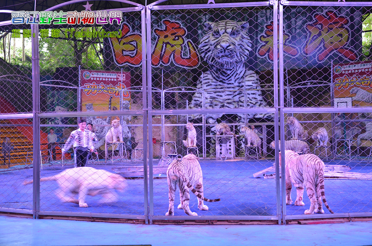 廣州長隆野生動物世界攝影記