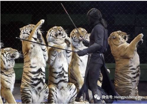 日照龍門崮 頂級(jí)雜技表演 龍門大劇院 冰宮 蠟像館一日游