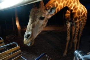 泰國(guó)除了人妖,還有什么