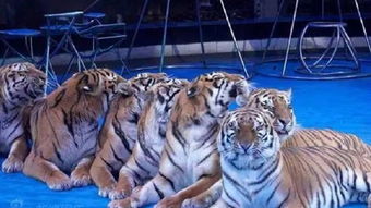 唐山俄羅斯大馬戲怎么樣,俄羅斯大馬戲地址 電話 點評 開放時間 門票報價 交通地圖