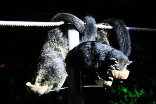 清邁2天清新游 清邁當?shù)貐F 夜間動物園全區(qū)域 游覽車 特色表演 接送套票 黑白藍三廟 含1晚尼曼邁住宿 贈鳳飛飛豬腳飯