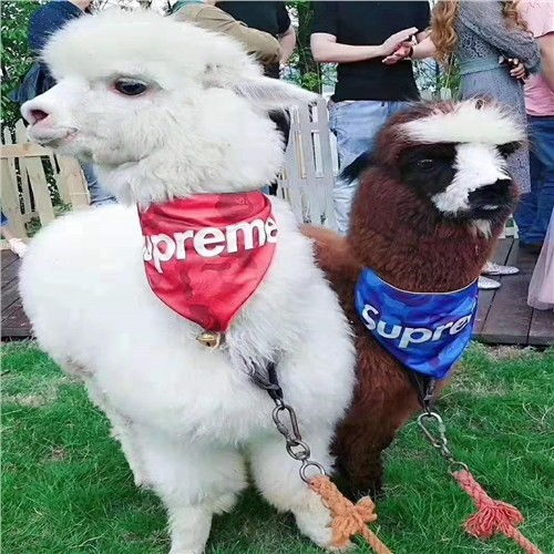 宿州馬戲團表演租賃價格專業(yè)公司