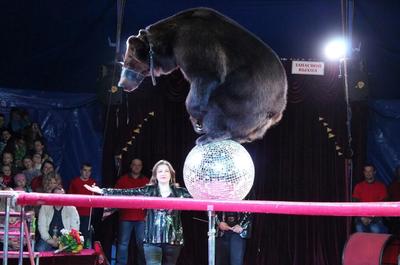 正在表演的棕熊襲擊女馴獸師 馬戲團對此否認