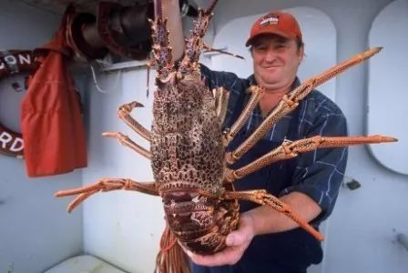 你見過跟狗一樣大的淡水小龍蝦嗎 這個澳洲人經(jīng)常抓巨型淡水龍蝦來吃 但是最近他不吃了,因為