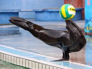 30萬贊聲中告別殘忍 廣州動物園終止馴獸表演團