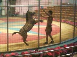 動物園的馴獸表演 時光網馴獸表演團的魅力與責任