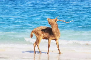 揭秘跟團游中的馴獸表演 你所不知道的那些事