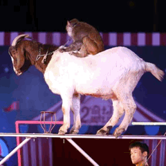 首屆香草園馴獸雜技狂歡節 門票免費領，精彩享不停