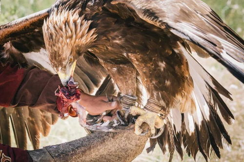 中亞古風雅筑 現實版《一千零一夜》中的馴獸表演團