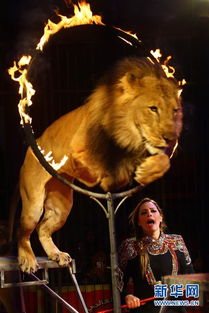 舞臺之外的韻律 古埃及馴獸表演團中女性的日常生活