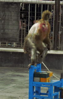 五一探訪石家莊動物園 馴獸表演背后的歡樂與思考