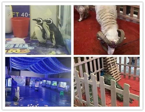 蘭西縣羊駝租賃與專業(yè)馴獸表演服務(wù)指南