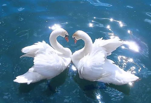 520驚喜價！69元暢玩動物園與歡樂世界，還有精彩馴獸表演