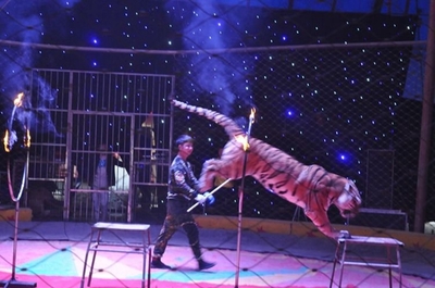 駐馬店老北京廟會全攻略 逛廟會、看馬戲、賞燈海，馴獸表演團引爆歡樂熱潮